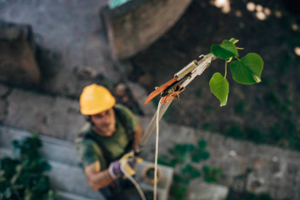 How Our Tree Care Process Works  in Du Quoin, IL